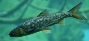 L'ombre commun un poisson que l'on trouve dans la Hute Vallée de l' Aude